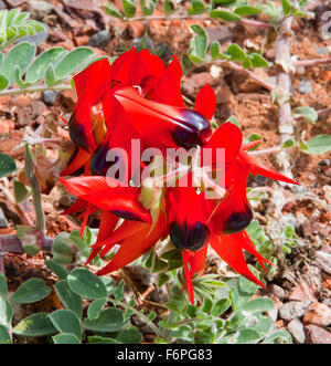 Australia, Australia occidentale, Pilbara, di Sturt Desert Pea (Swainsona Formosa) al punto Sansone Foto Stock