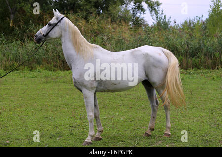 Ritratto di un colore grigio mare Arabico sul prato Foto Stock