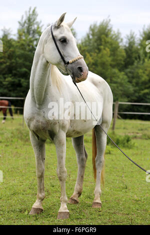 Razza Arabian Horse permanente ambiente naturale rurale scena Foto Stock