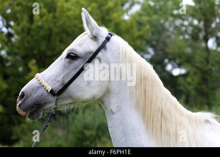 Bellissima purosangue testa di cavallo a farm contro sfondo naturale Foto Stock