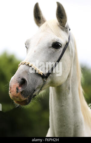 Ritratto di un colore grigio mare Arabico Foto Stock