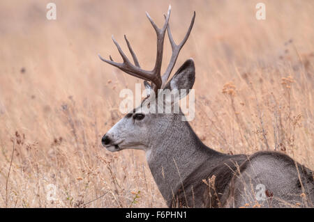 Mule Deer (Odocoileus hemionus) buck National Bison Range, Montana. Foto Stock