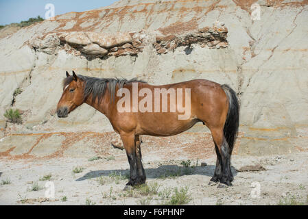 Wild Horse, (Equs ferus), Mustang, Feral, Parco nazionale Theodore Roosevelt, Badlands, Nord Dakota USA Foto Stock