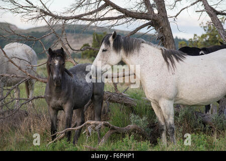 Cavalli selvaggi, (Equs ferus), Mustang, Feral, Parco nazionale Theodore Roosevelt, Badlands, Nord Dakota USA Foto Stock