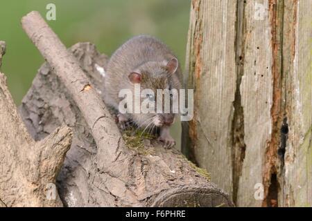 I capretti marrone (ratto Rattus norvegicus) alimentazione in un palo di legno, Gloucestershire, UK, Aprile. Foto Stock