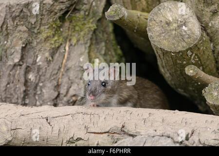 I capretti marrone (ratto Rattus norvegicus) salendo in un palo di legno, Gloucestershire, UK. Foto Stock