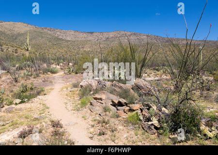 Una ruvida e rocciosa sentiero conduce ad un bosco di cactus Saguaro, Parco nazionale del Saguaro, Arizona Foto Stock