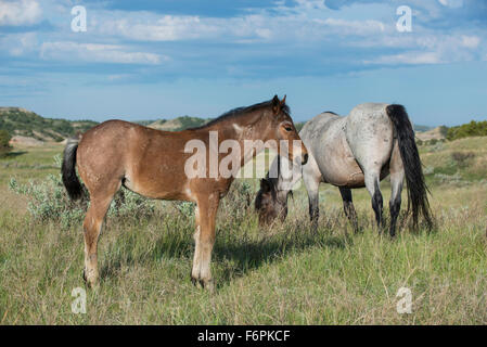 Cavalli selvaggi, (Equs ferus), Mustang, Feral, Parco nazionale Theodore Roosevelt, Nord Dakota USA Foto Stock