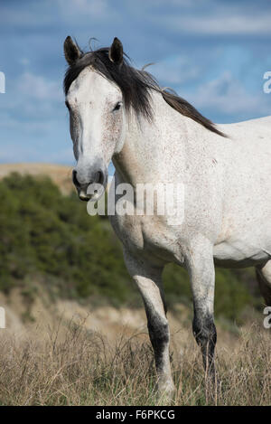 Cavalli selvaggi, (Equs ferus), Mustang, Feral, Parco nazionale Theodore Roosevelt, Badlands, Nord Dakota USA Foto Stock