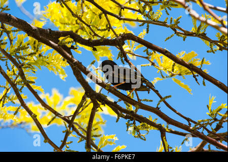 Singola nera starling bird in piedi nella struttura ad albero, guardando a sinistra, tra fitti rami e foglie di giallo, con cielo blu in background. Foto Stock