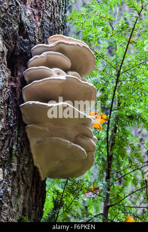 Grande fungo bianco, crescente sul lato del tronco di un albero in una foresta pluviale temperata Foto Stock