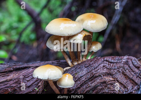 Cluster di funghi che crescono su esposto il sistema di radice di un caduto albero di cedro in una foresta pluviale temperata Foto Stock