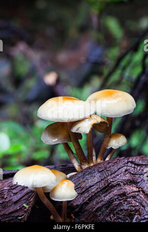 Cluster di funghi che crescono su esposto il sistema di radice di un caduto albero di cedro in una foresta pluviale temperata Foto Stock