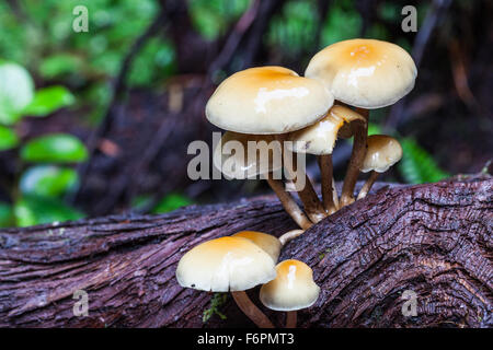 Cluster di funghi che crescono su esposto il sistema di radice di un caduto albero di cedro in una foresta pluviale temperata Foto Stock