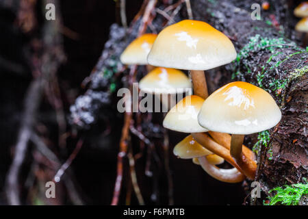 Cluster di funghi che crescono su esposto il sistema di radice di un caduto albero di cedro in una foresta pluviale temperata Foto Stock