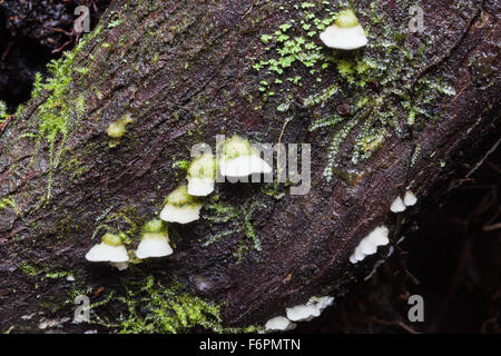 Staffa in miniatura funghi crescono su esposta sistema di radice di un caduto albero di cedro Foto Stock