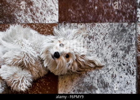 Divertimento allegro shaggy bianco cane mutt giaceva sul retro il contatto visivo guardando fino alla telecamera su rosso quadrato bianco piastrellate modello pony rug Foto Stock