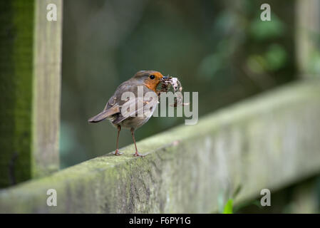 Robin-Erithacus rubecula raccoglie materiale nido. Molla. Regno Unito Foto Stock