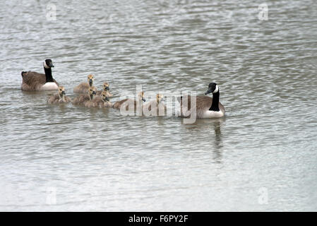 Maschio e femmina Canada Geese-Branta canadensis con Goslings, molla, Regno Unito Foto Stock