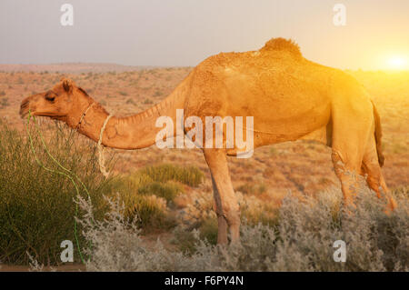 Camel mangiare pianta nel deserto, India. Foto Stock