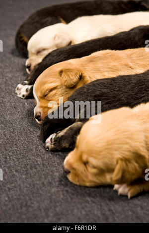 4 giorni di vita il neonato multi-colore di cucciolo cani sleeping allineate in una fila in interni posa sul tappeto corto Foto Stock