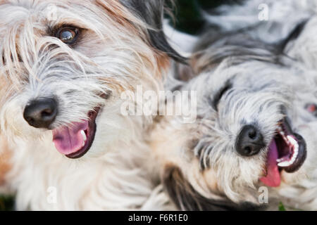 Un viso di due sorridente colorata luce bianco grigio shaggy terrier cani chiudere insieme il colpo da sopra bocca aperta denti bianchi Foto Stock