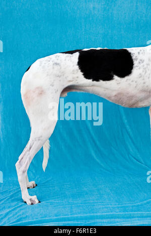 Hind trimestre del bianco e nero Greyhound profilo permanente contro ampie tessuto blu sullo sfondo Foto Stock