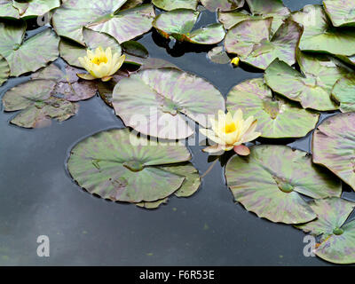 Giallo ninfee Nymphaeaceae fiori e foglie di circolare su un lago in estate Foto Stock