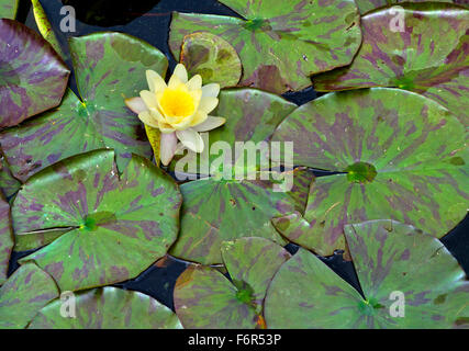 Giallo ninfee Nymphaeaceae fiori e foglie di circolare su un lago in estate Foto Stock