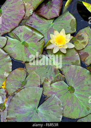 Giallo ninfee Nymphaeaceae fiori e foglie di circolare su un lago in estate Foto Stock