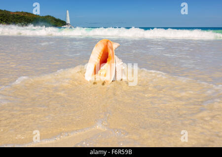 Conchiglia di mare con onde del mare Foto Stock