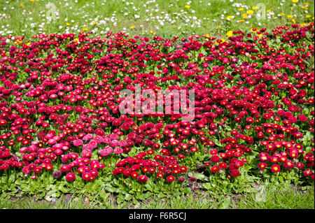 Bellis perennis rosso dei fiori, piante perenni nella famiglia Asteraceae, deep red Daisy bloom cresce nel giardino ornamentale... Foto Stock