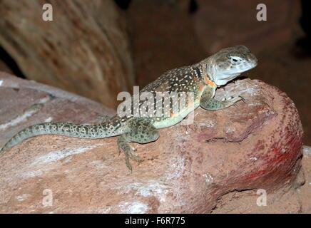 Maschio America del nord orientale o Oklahoma lucertola a collare (Crotaphytus collaris) in posa su una roccia Foto Stock