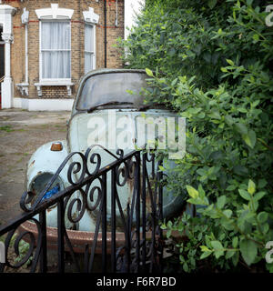 Beetle in hedge Foto Stock