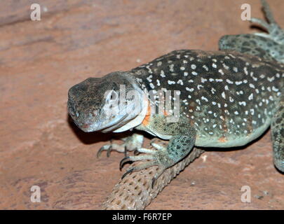 America del nord orientale o Oklahoma lucertola a collare (Crotaphytus collaris) Foto Stock