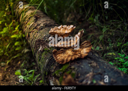 I funghi nel Salvador, Brasile Foto Stock