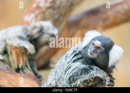 Il piccolo tamarin da famiglia di scimmie si siede su un ramo Foto Stock