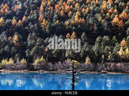 Yulong. Xix Nov, 2015. Una scena di foresta vicino Yulong (Giada drago) montagna di neve è visto in Yulong Naxi contea autonoma del sud-ovest della Cina di Provincia di Yunnan, nov. 19, 2015. Yulong, con il picco più alto ad una altitudine di 5,596 metri è la southmost neve montagna dell'emisfero settentrionale. Dozzine di splendide montagne di neve nel nord-ovest dello Yunnan fanno della provincia un dreamland del turismo. © Yang Zongyou/Xinhua/Alamy Live News Foto Stock