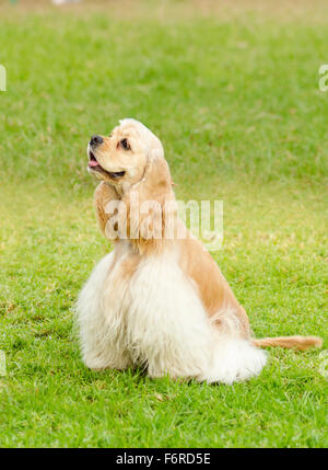 Un piccolo, giovane bella fulvo, luce di crema e bianco American Cocker Spaniel cane seduto sull'erba, con il suo mantello agganciato int Foto Stock