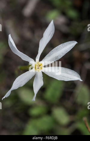 Narcissus serotinus crescendo in Dehesa, un agro-silvo-pastorale e paesaggio vicino Barrancos, Portogallo. Ottobre. Foto Stock