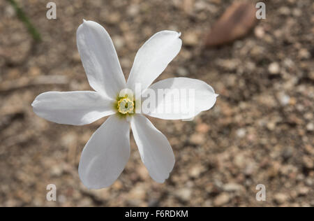 Narcissus serotinus crescendo in Dehesa, un agro-silvo-pastorale e paesaggio vicino Barrancos, Portogallo. Ottobre. Foto Stock