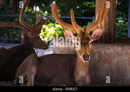 Cervi sono i mammiferi ruminanti formando la famiglia Cervidae. Foto Stock