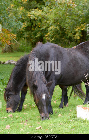 Dartmoor pony mangiare erba nel Parco Nazionale di Dartmoor nel Devon, Inghilterra Foto Stock