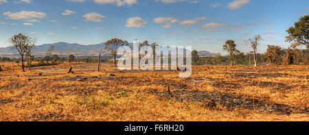 Una grande area di alberi eliminati vengono bruciate nella speranza di essere ripiantati nella foresta di Chongoni, Dedza, Malawi, Africa - Dedza Mountain Foto Stock