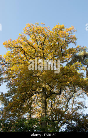 Quercus robur. Oak tree tettoia in foglia in autunno a cambiare colore. Regno Unito Foto Stock