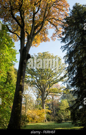 Quercus robur. Oak tree tettoia in foglia in autunno a cambiare colore. Regno Unito Foto Stock