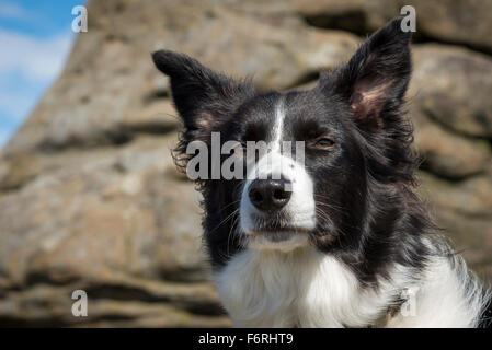 Border Collie cane con orecchie bloccata nel vento. Presa sulla cima di una collina nel Derbyshire, Inghilterra. Foto Stock