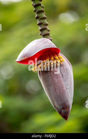 Fiore di una banana (Musa paradisiaca), Aprire Banana Flower, Viñales, Cuba, Pinar del Río, Cuba Foto Stock