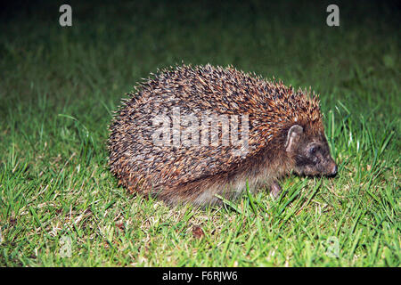 Unione Riccio Erinaceus europaeus nel giardino di notte in cerca di cibo Foto Stock