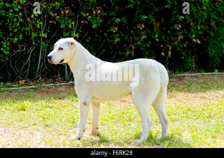 Una giovane bella bianca dell Asia centrale il cane pastore in piedi sull'erba cercando pigro e scostante. L'Asia centrale è Ovtcharka Foto Stock